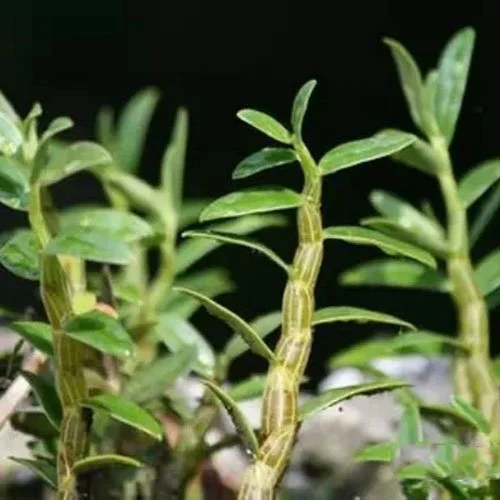 Dendrobium-Stem-Extract-Powder-Shi-Hu-Dendrobium-nobile.jpg
