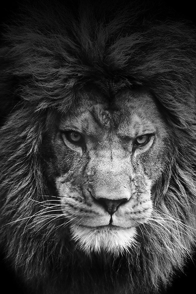 Legendary Lion, freeios7