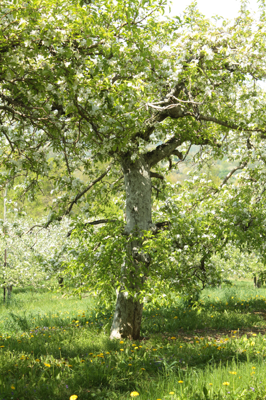 Spring Shadows photo of an apple tree by painter Jason Tako