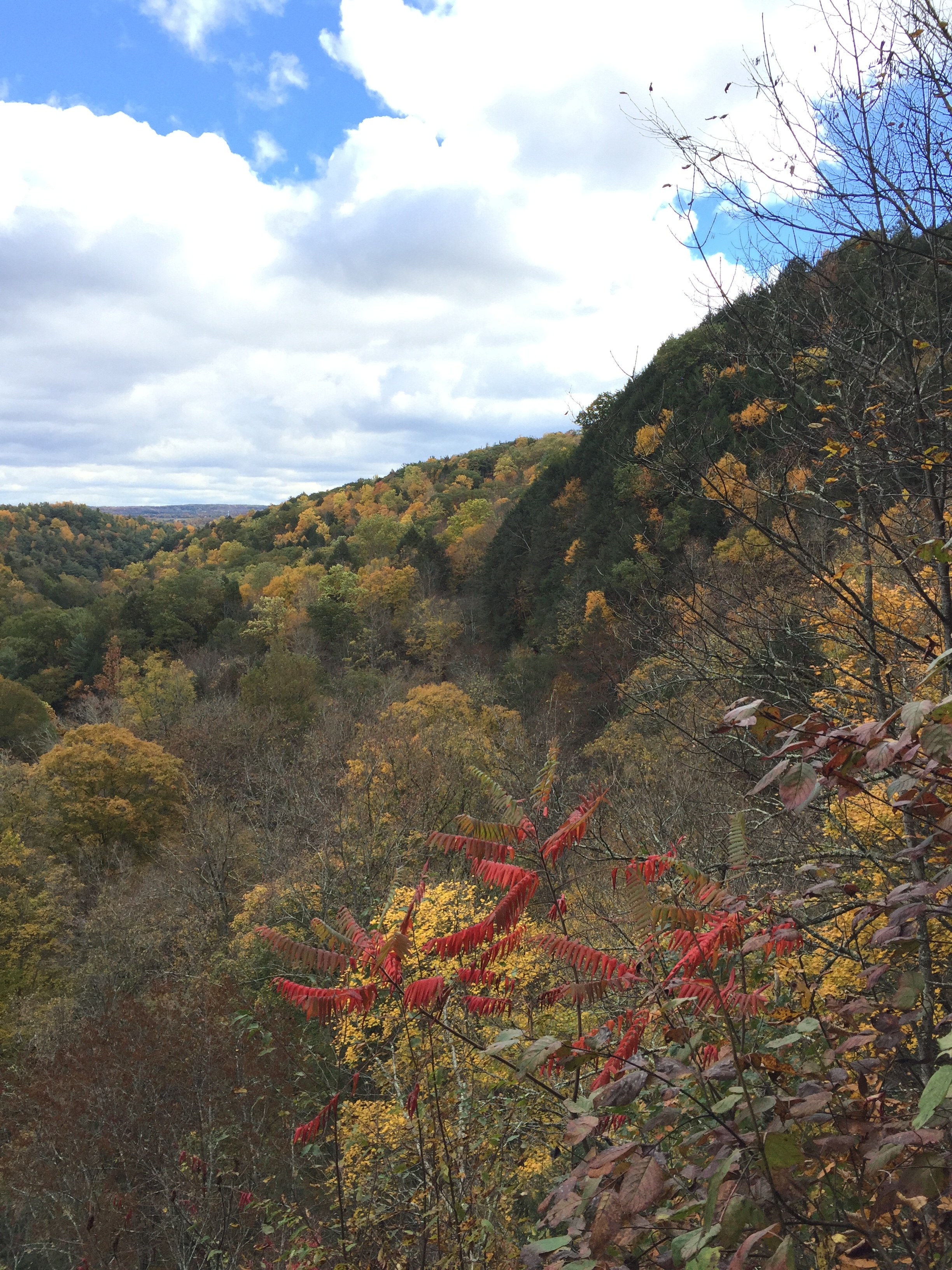 Fall Foliage (2).jpg