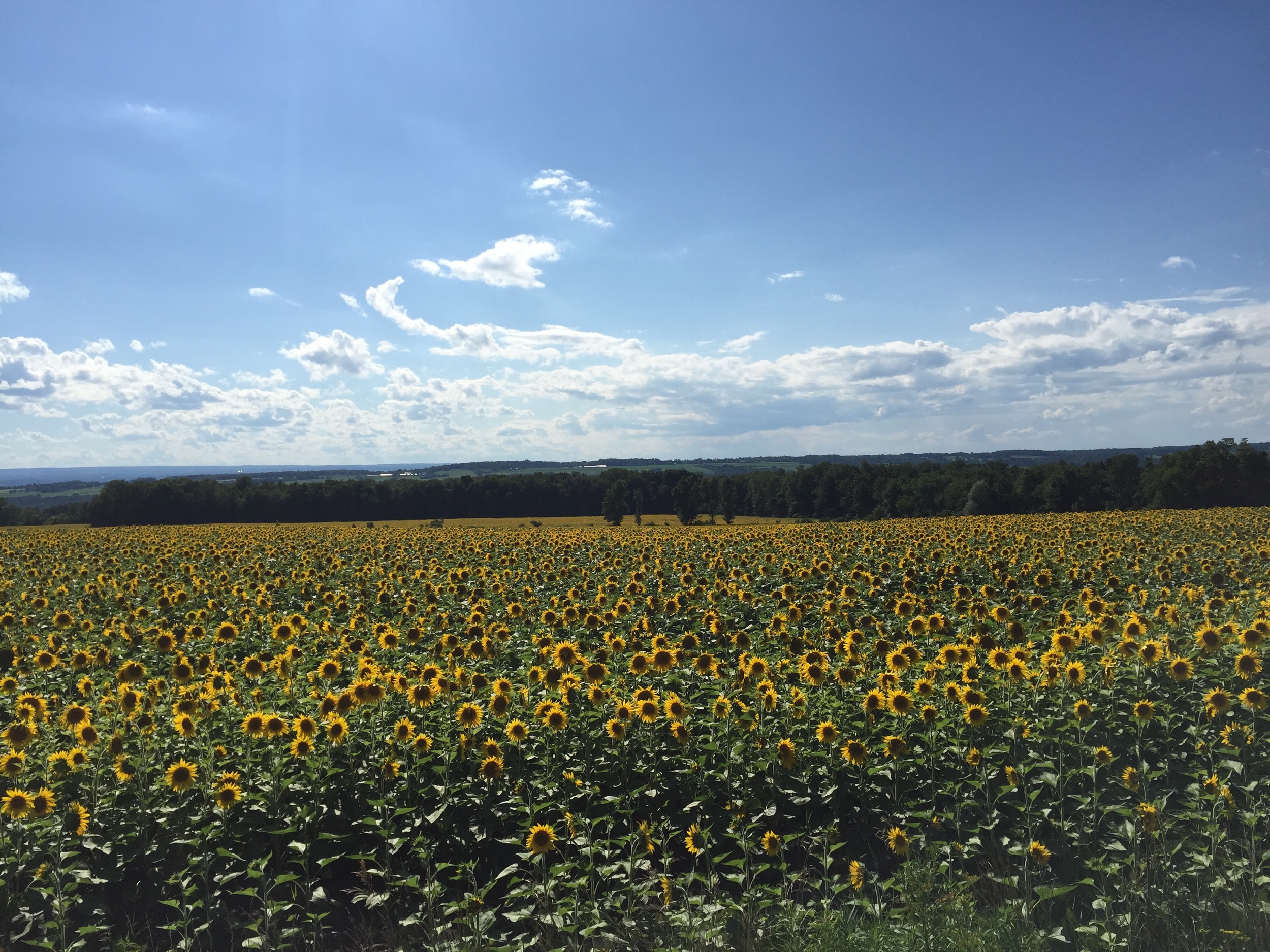 Sunflower Fields