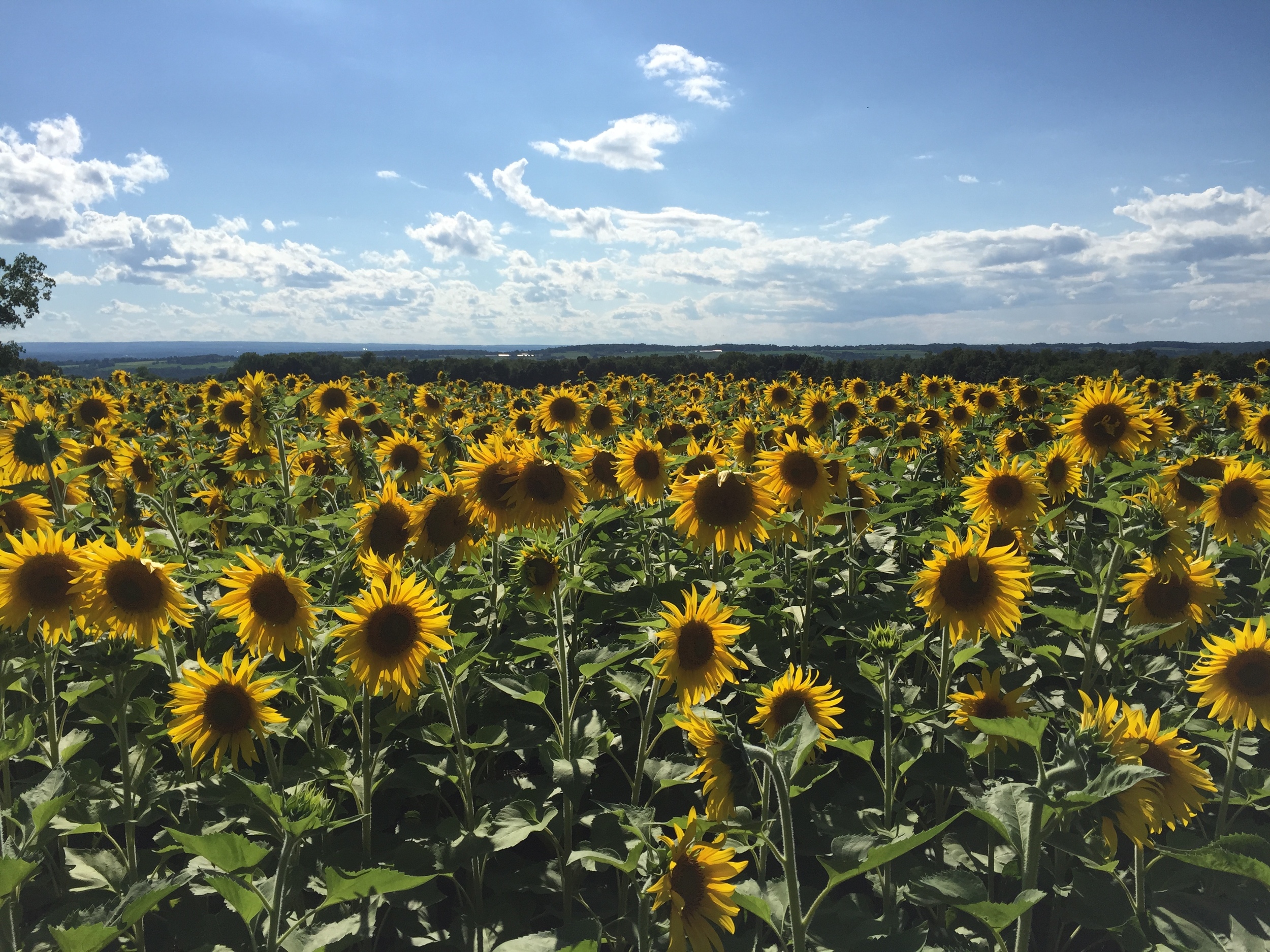 Sunflower Fields.jpg