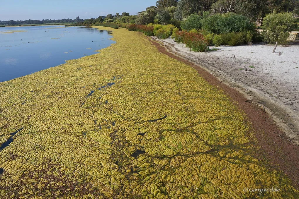 Plate 4:  Algal bloom in Bibra Lake caused by excess nutrients 