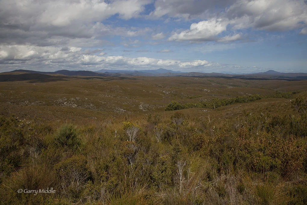 The Tarkine - north west Tasmania