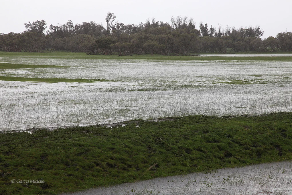 Plate 14 Pinjara plain flooded 3.jpg