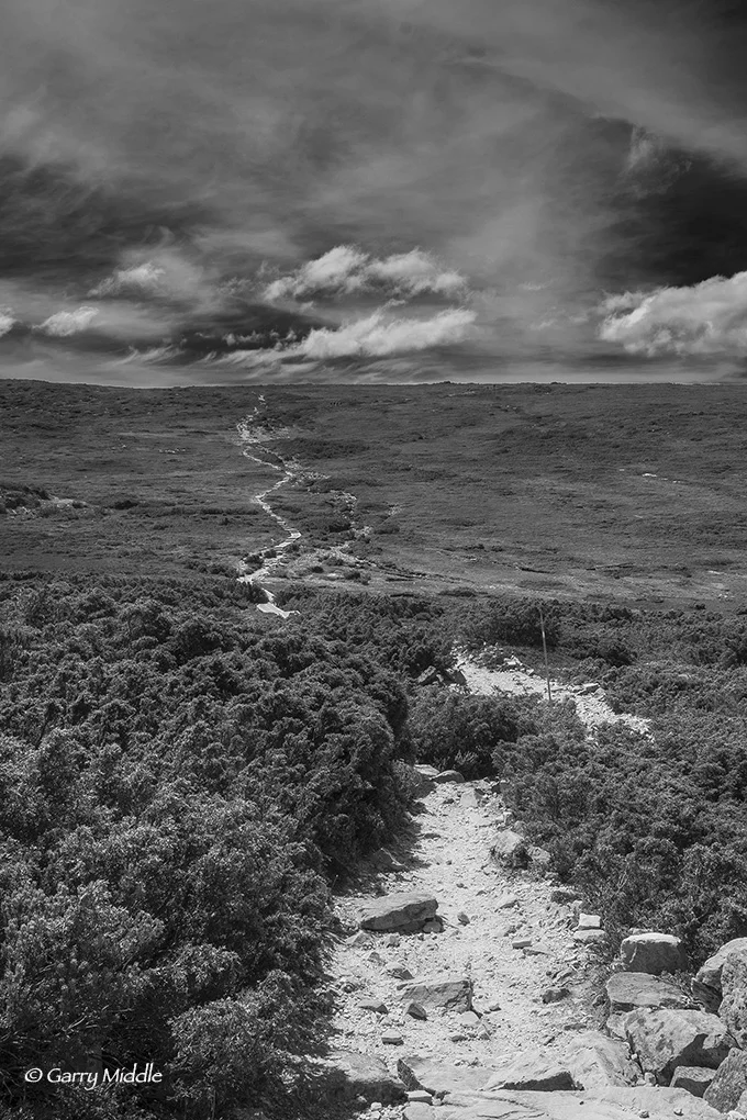 Track east of Mt Marian Portrait B&W.jpg