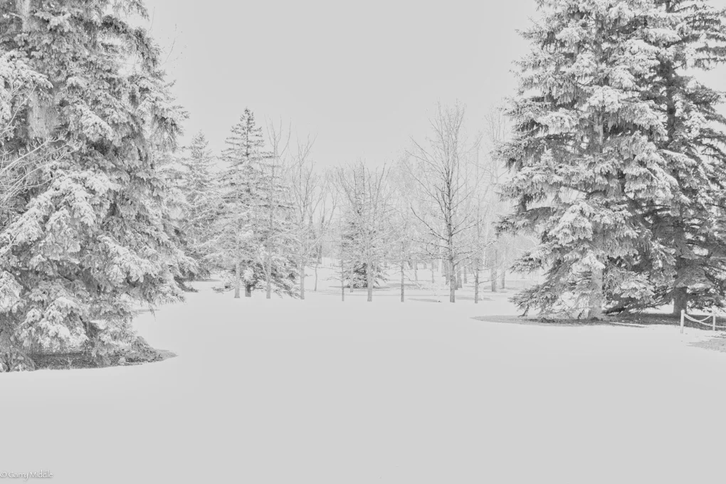 Small_copyright__B&W_Full_collection_Portfolio_Calgary_snow_trees.jpg