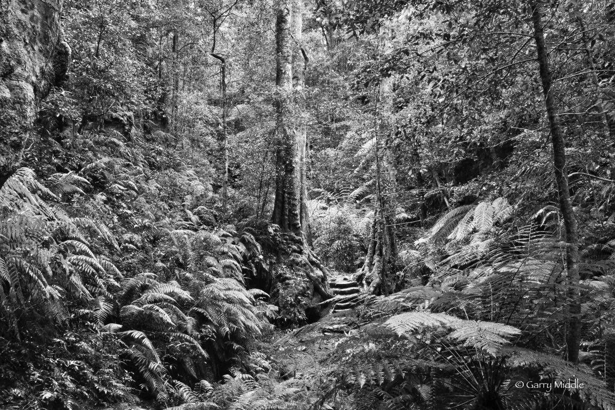 small_copyright_B&W_Blue Mountains rain forest.jpeg