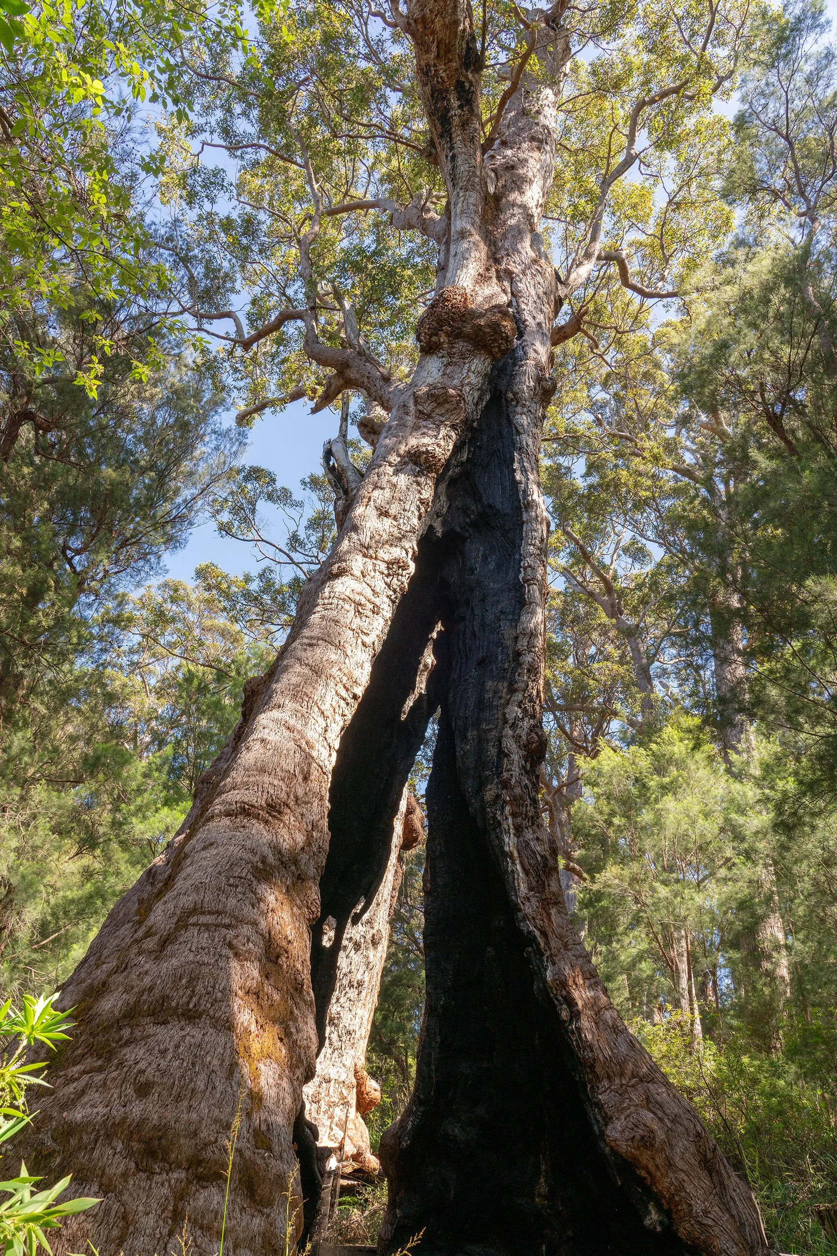 Walpole old growth 1 medium.jpg