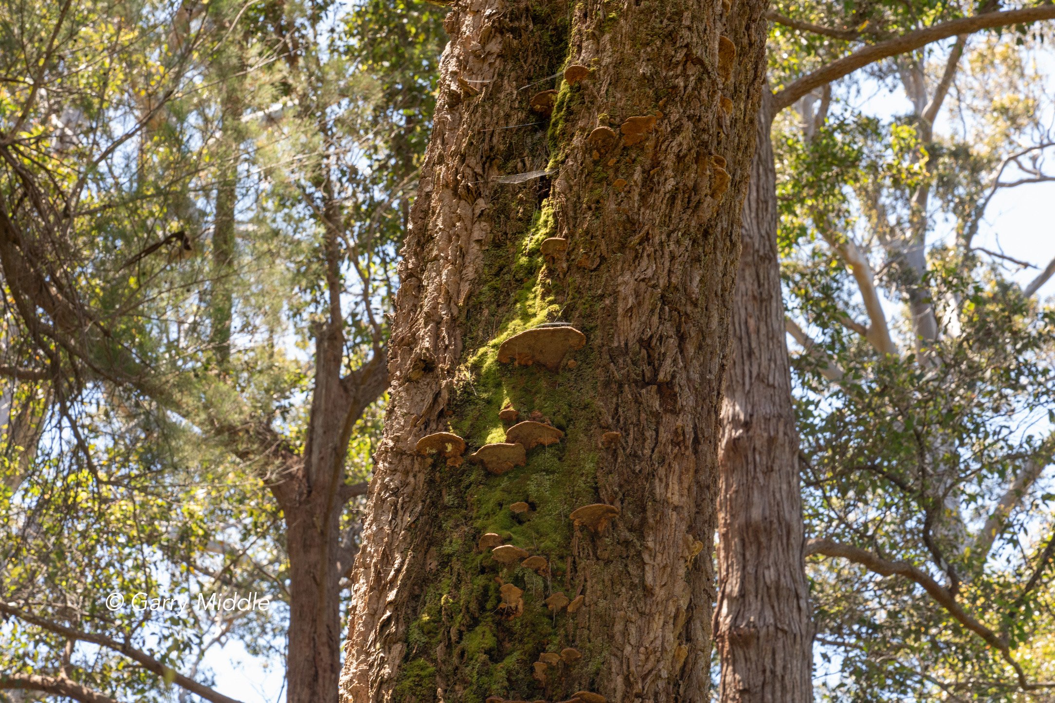 Walpole old growth 1 large-Medium.jpg