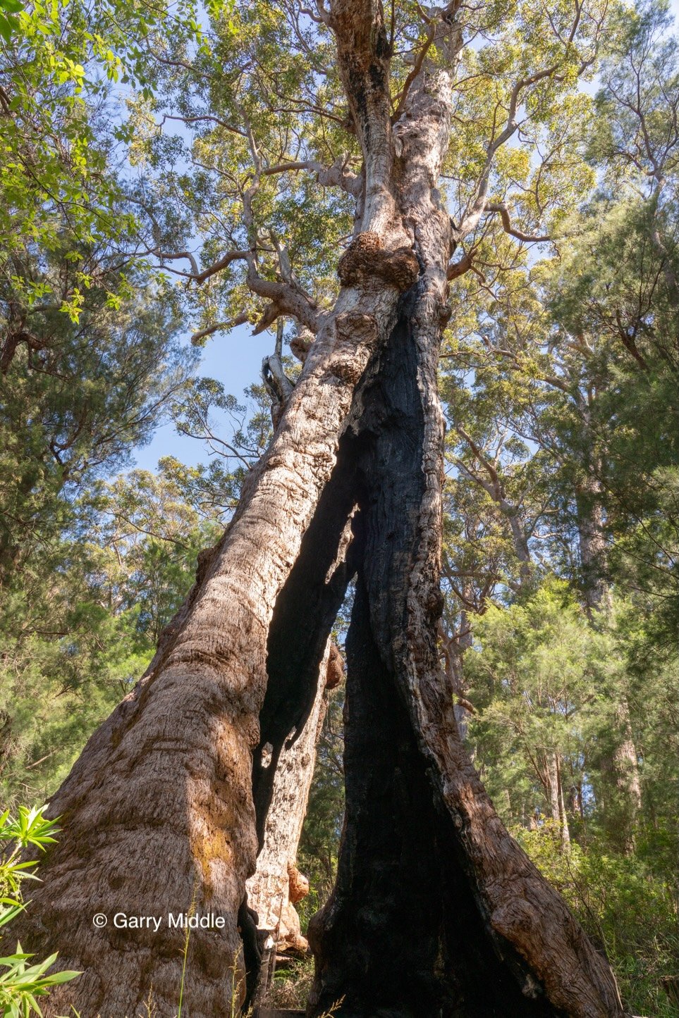 Walpole old growth 3 large-Medium.jpg