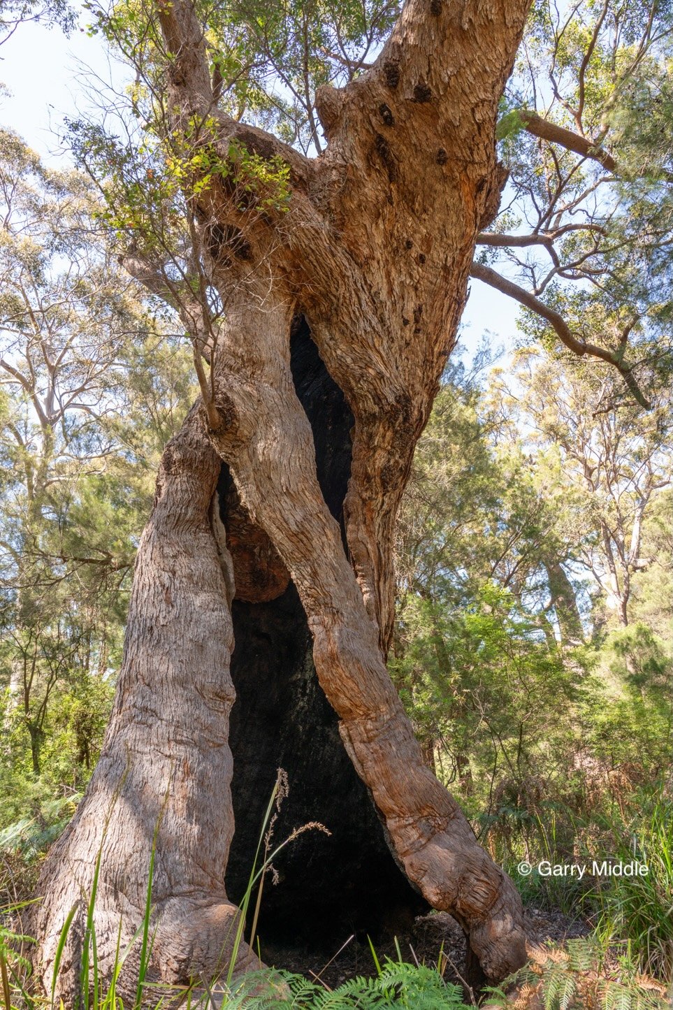 Walpole old growth 4 large-Medium.jpg