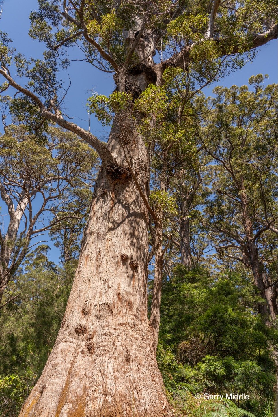 Walpole old growth 5 large-Medium.jpg