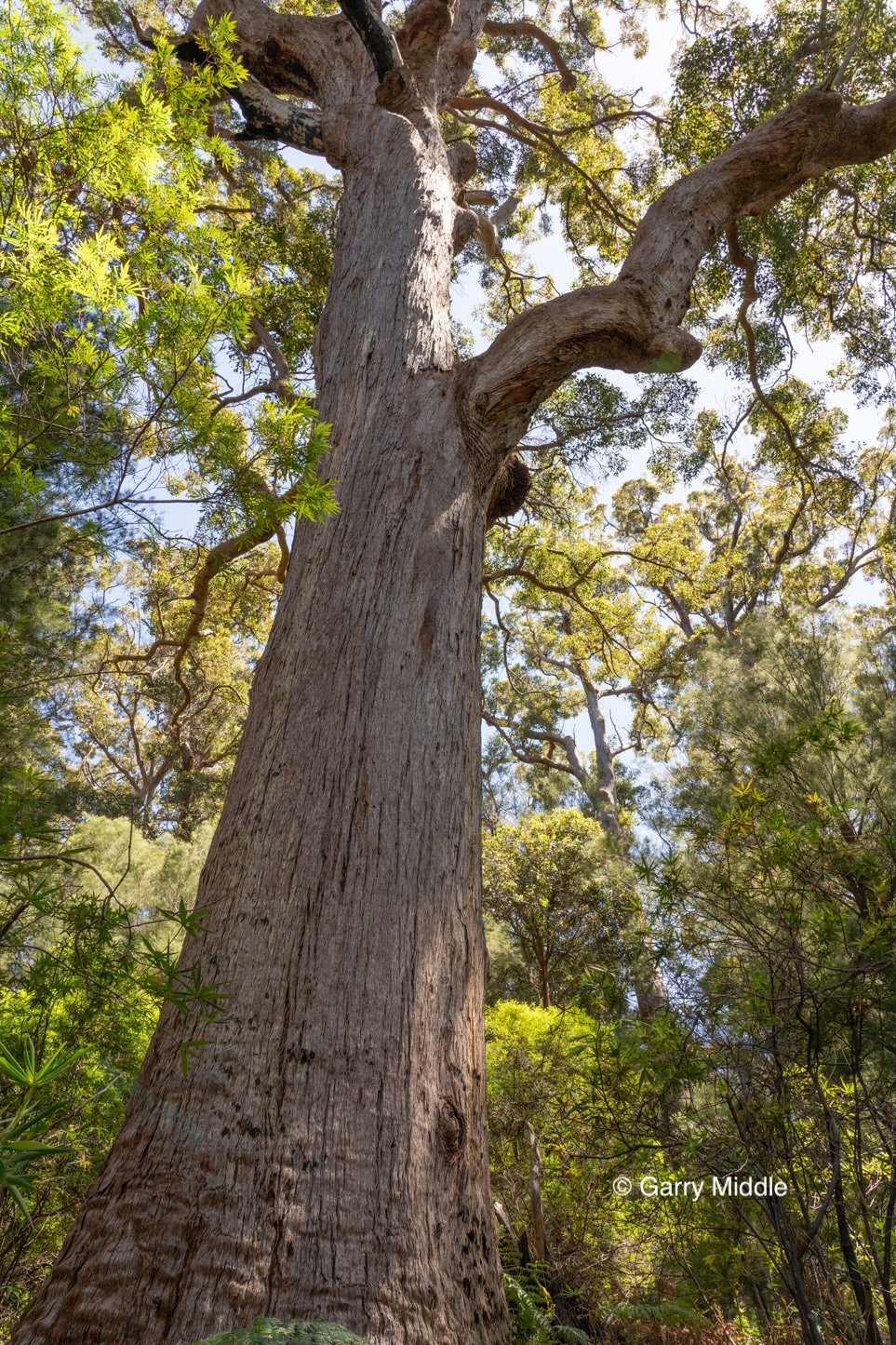 Walpole old growth 7 large-Medium.jpg