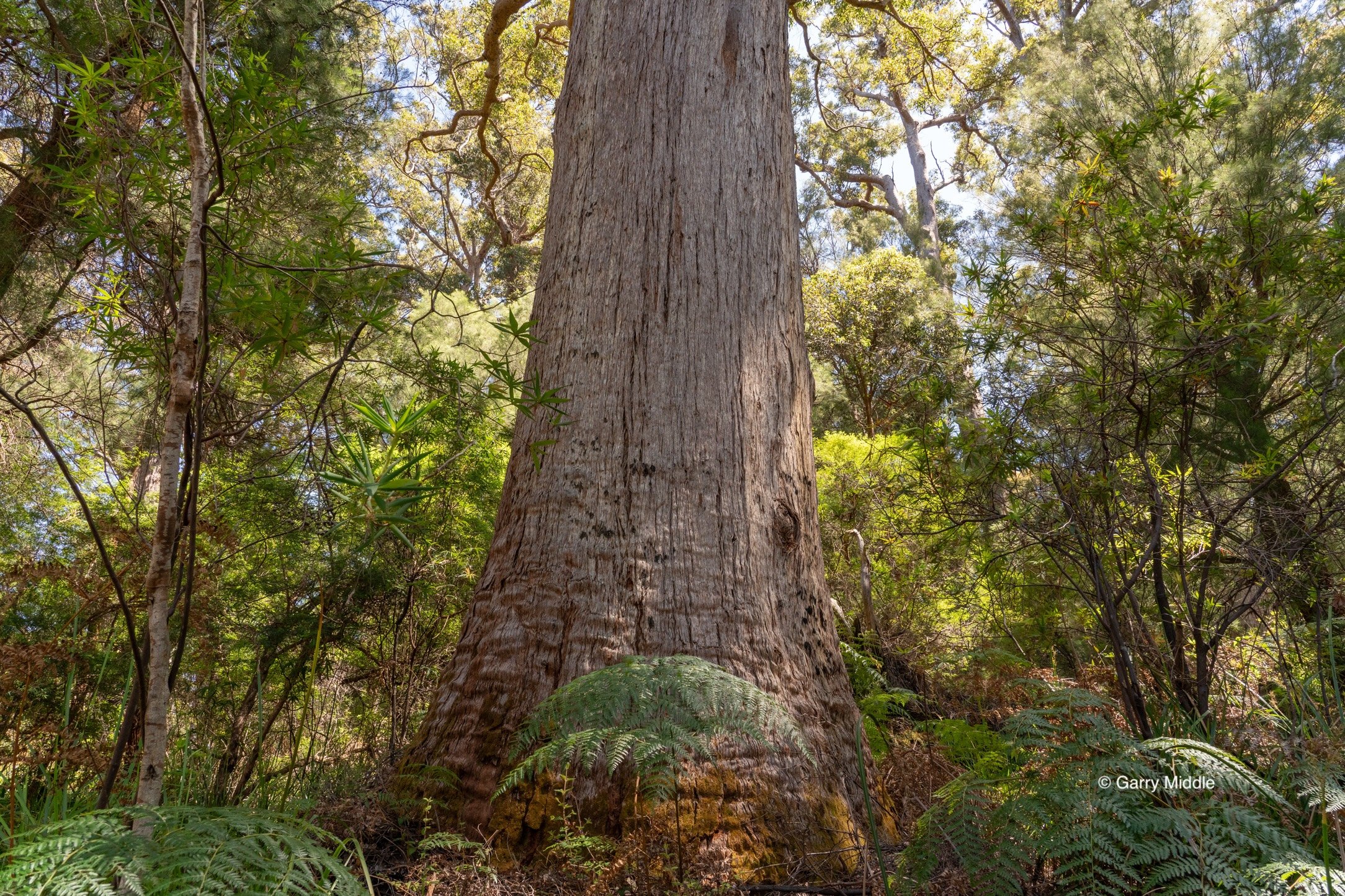Walpole old growth 6 large-Medium.jpg