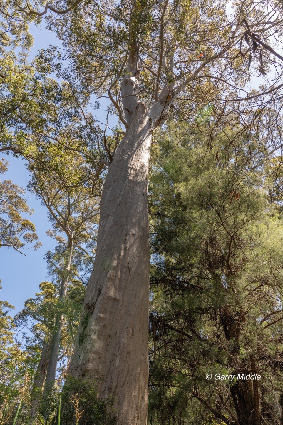 Walpole old growth 8 large-Medium.jpg