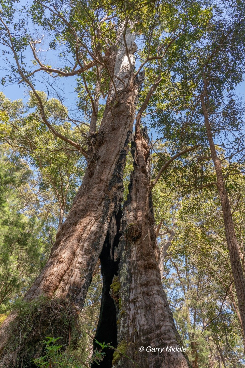 Walpole old growth 10 large-Medium.jpg
