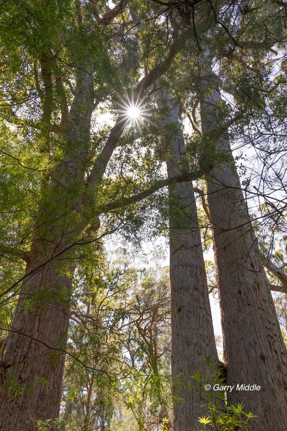 Walpole old growth 11 large-Medium.jpg