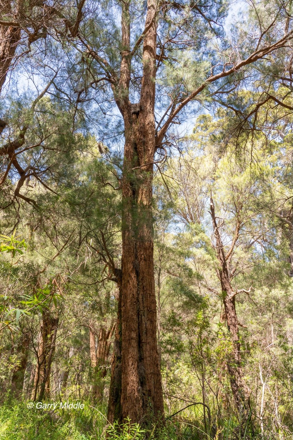 Walpole old growth 15 large-Medium.jpg