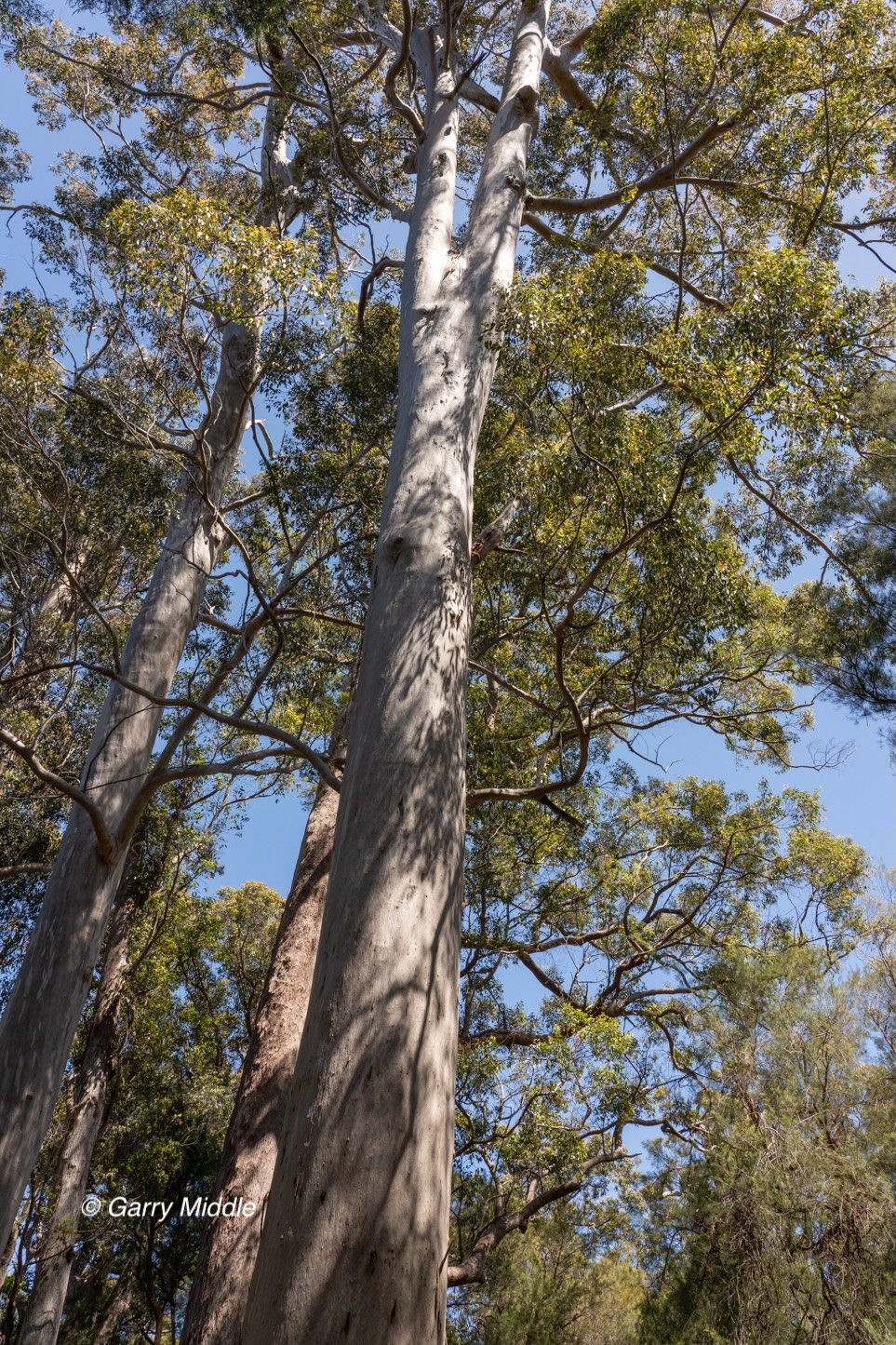 Walpole old growth 16 large-Medium.jpg