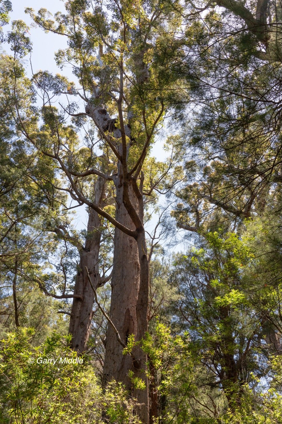 Walpole old growth 20 large-Medium.jpg