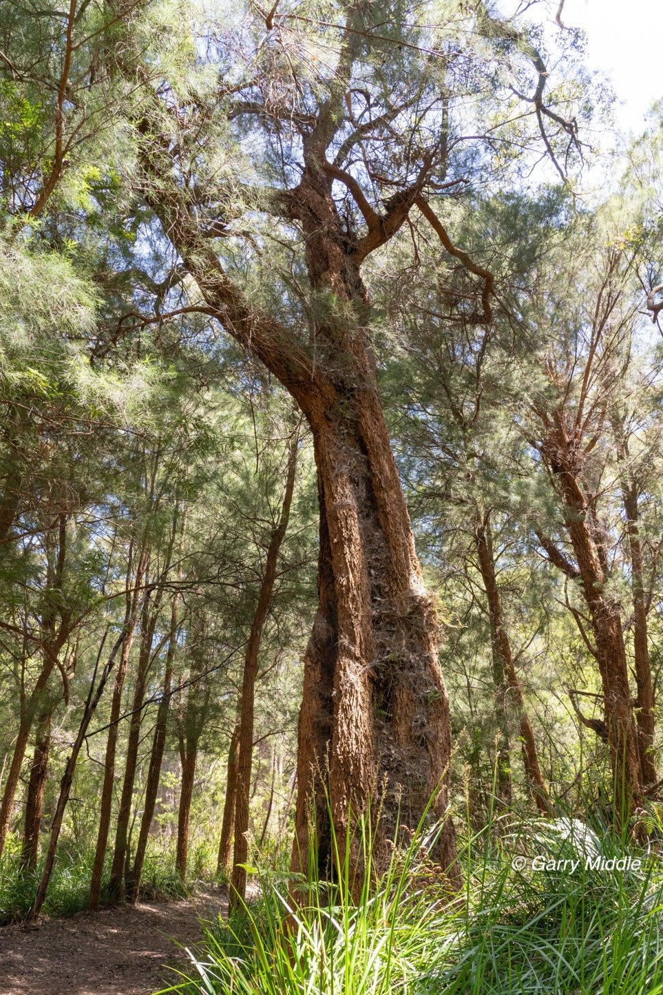 Walpole old growth 29 large-Medium.jpg