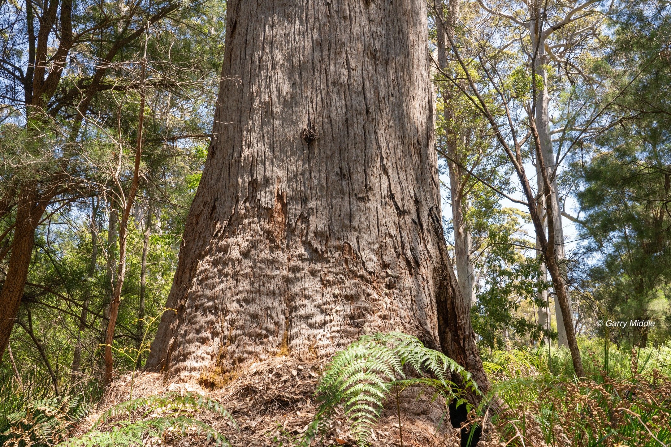 Walpole old growth 33 large-Medium.jpg