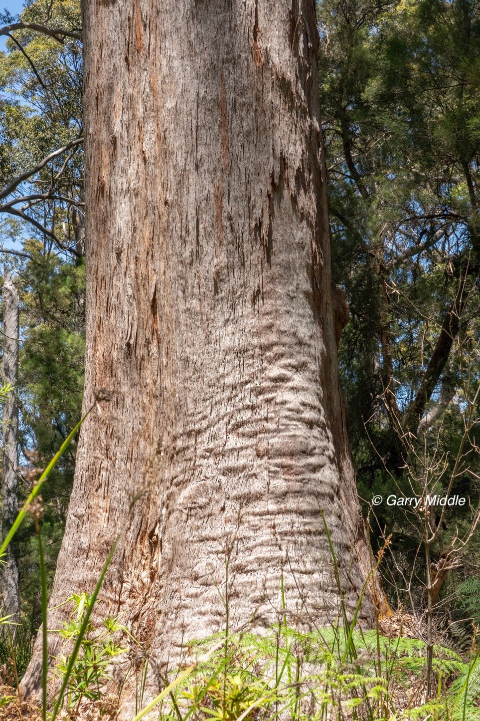 Walpole old growth 39 large-Medium.jpg