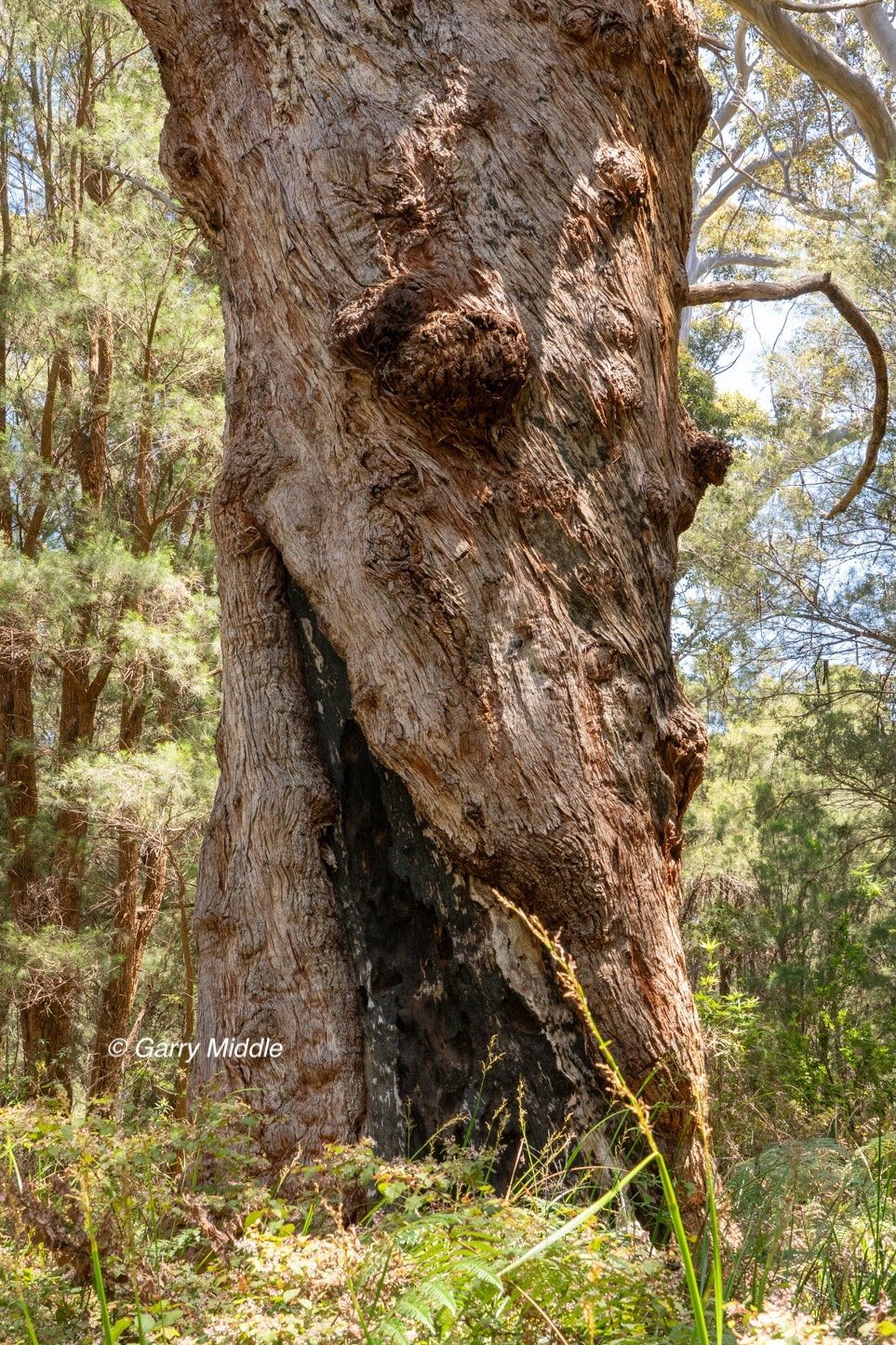 Walpole old growth 40 large-Medium.jpg
