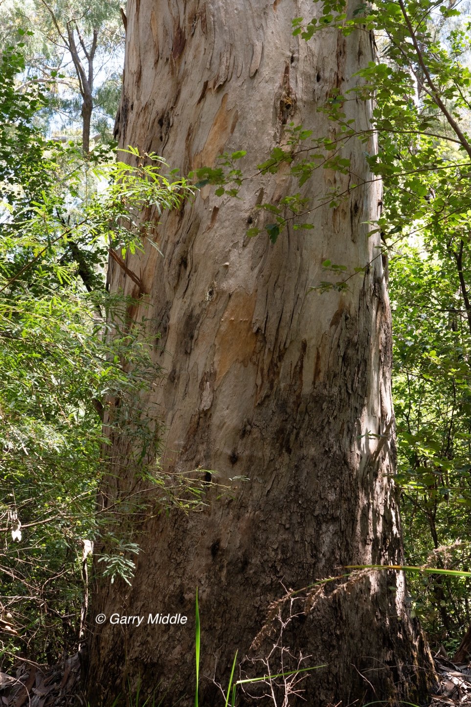 Walpole old growth 46 large-Medium.jpg