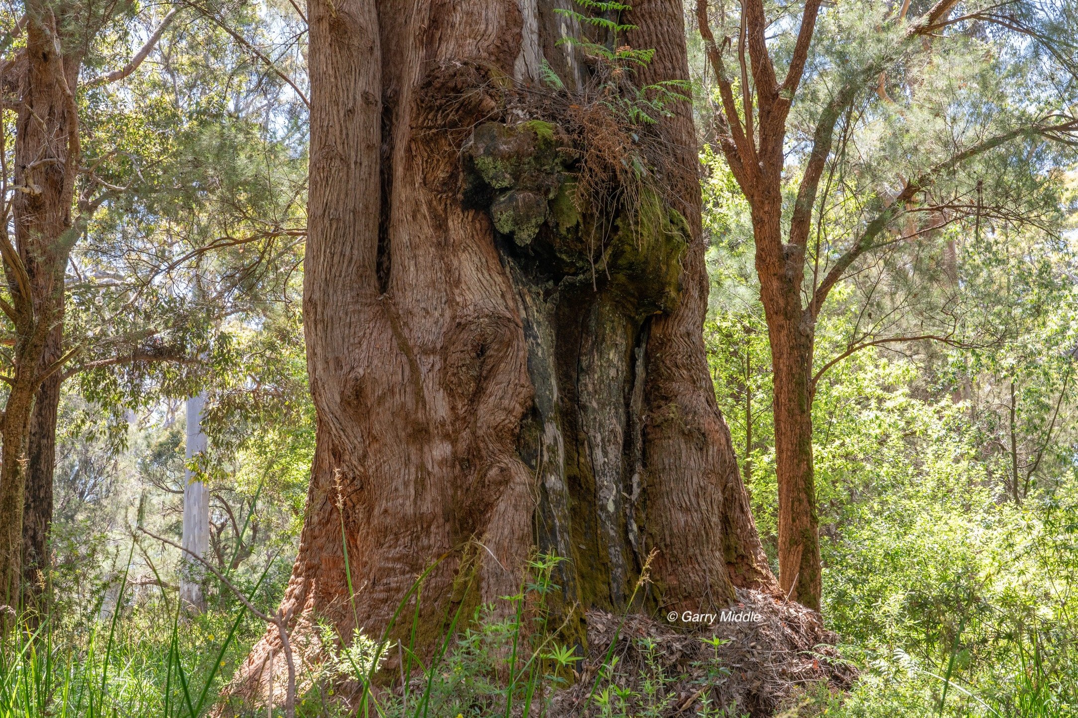 Walpole old growth 48 large-Medium.jpg
