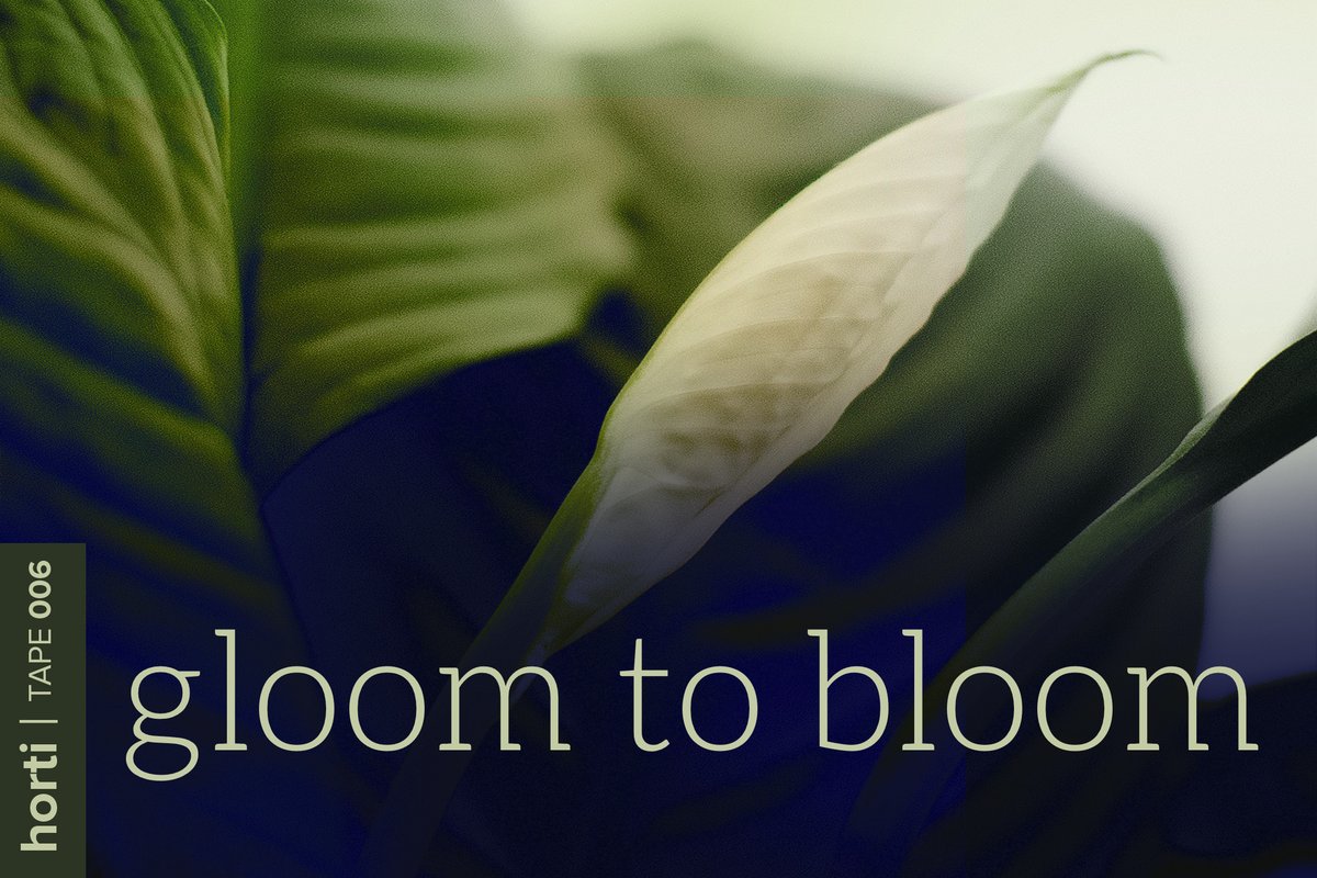 A botanical playlist and restful ritual inspired by transitioning from Winter gloom into Spring bloom for horti. Sonic Curation by DJ Kyma; full blog post at www.heyhorti.com