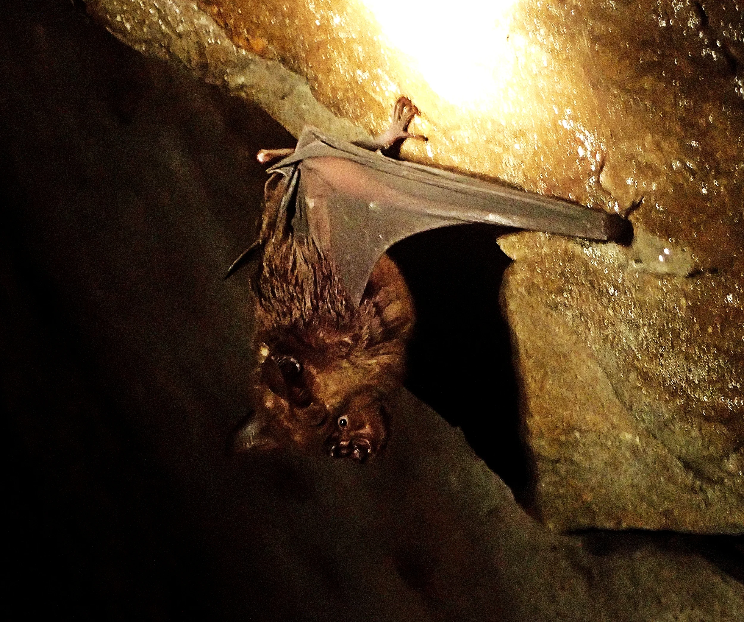 A Taiwan leaf nosed bat in Huaxin Mine