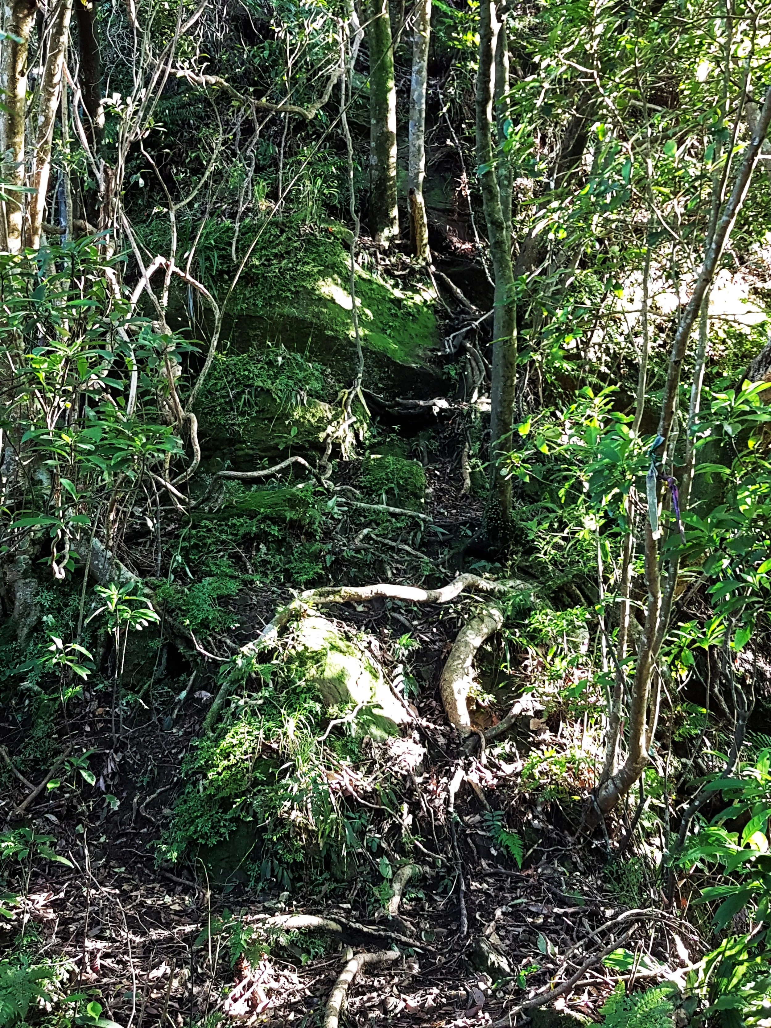 Part of the forest trail. There is a trail here, really