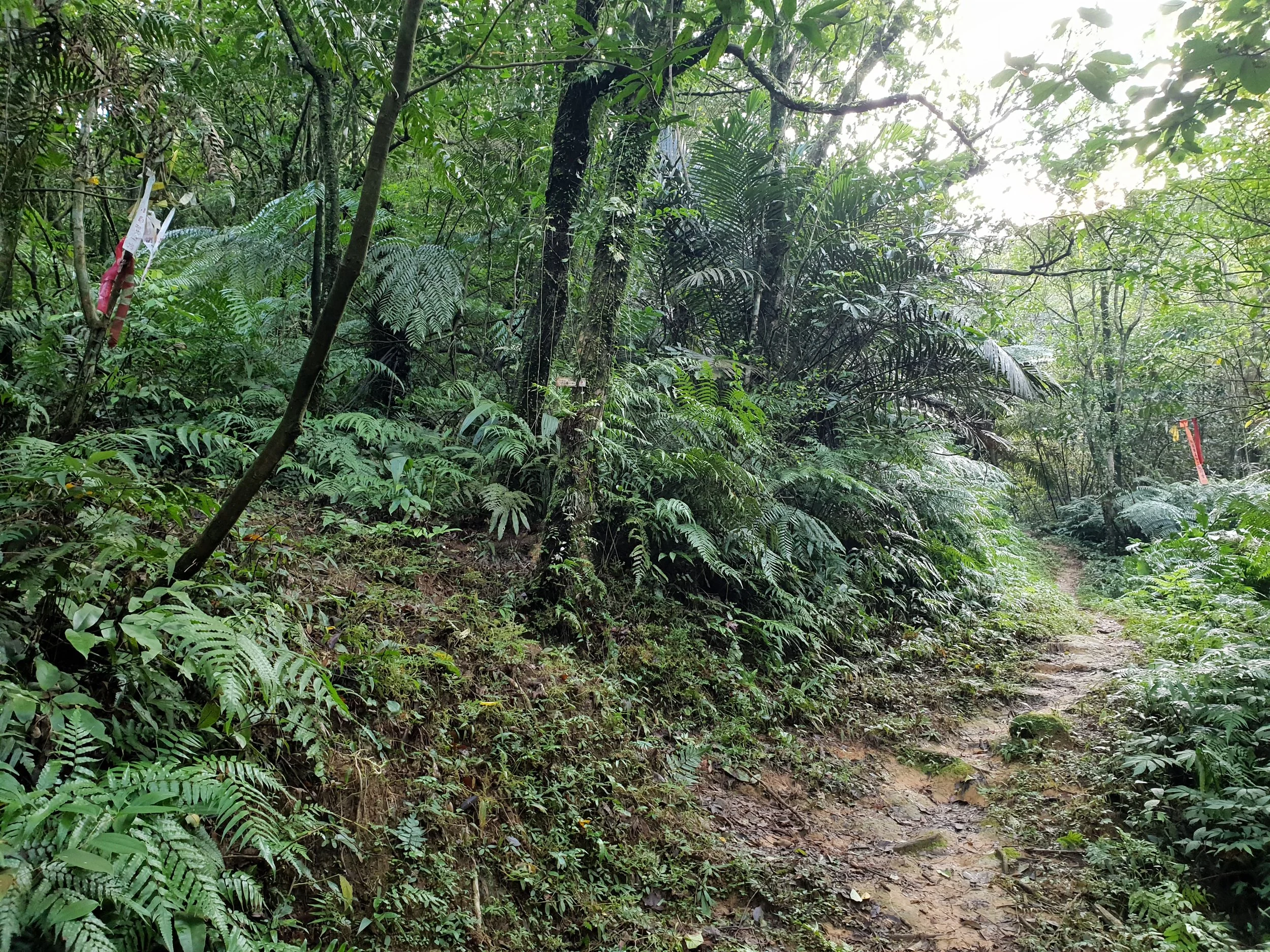 If you’re coming from Sandiaoling the left path heads up Mt Youkeng. The flat path goes to the bamboo clearing.