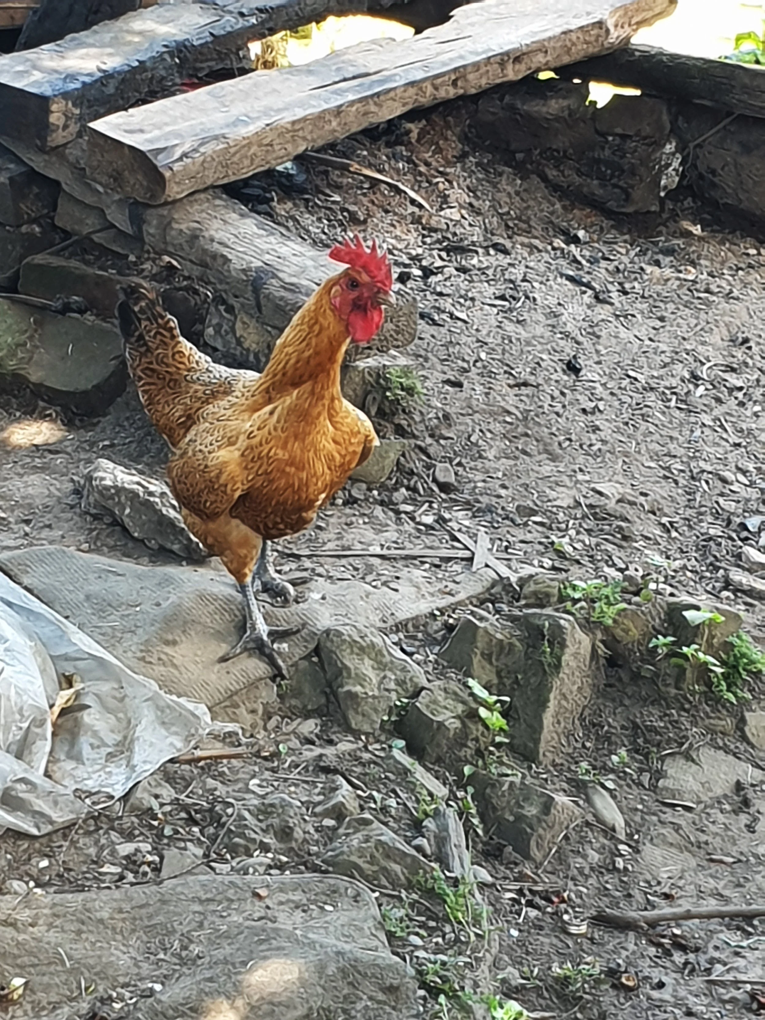 20190731_103928.jpg