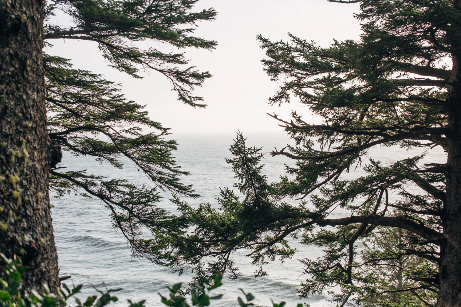 light and canon beach-falcon trail 2.2.15-178.jpg