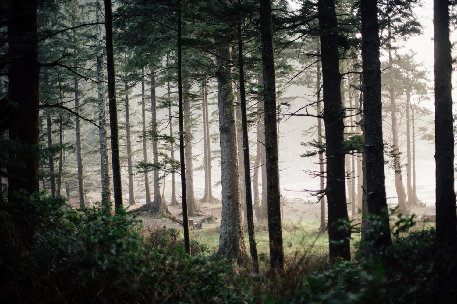 light and canon beach-falcon trail 2.2.15-342.jpg