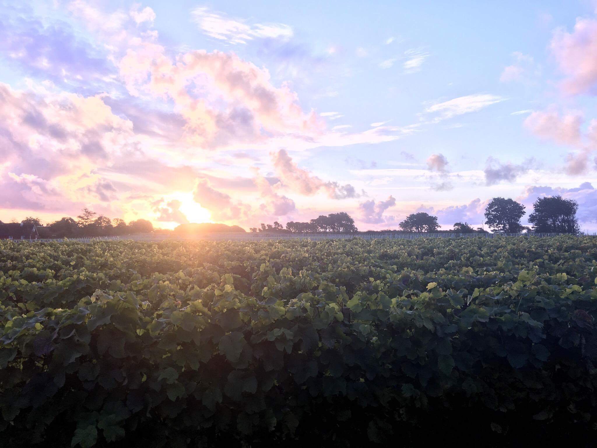 2017 - Året i bilder