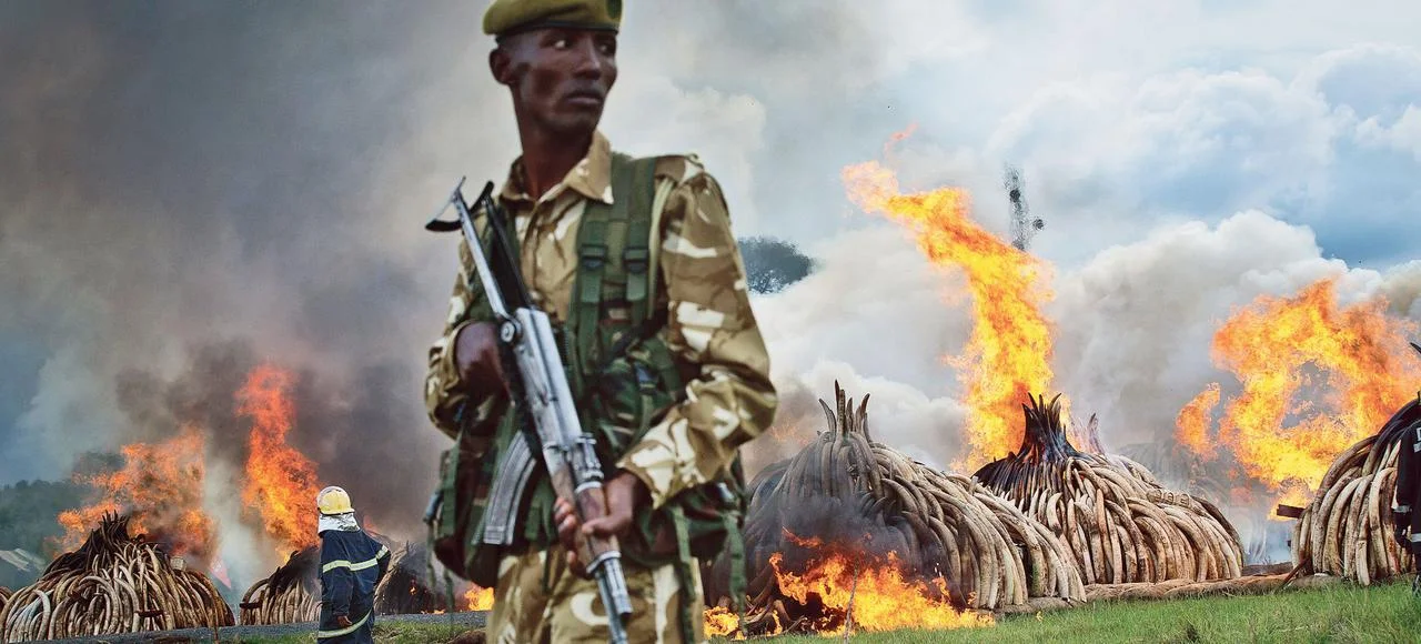 Le Kenya en guerre contre les trafiquants d'ivoire - LE FIGARO