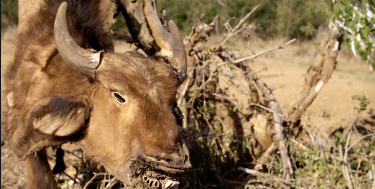 Murder, corruption and cattle barons in Kenya