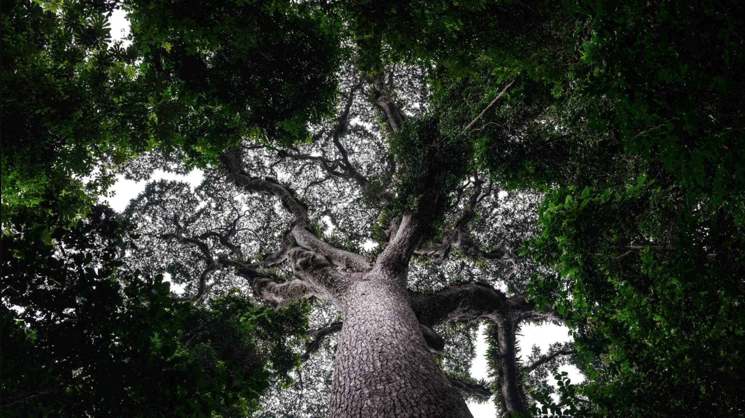 World’s second biggest rainforest will soon reopen to large-scale logging - National Geographic