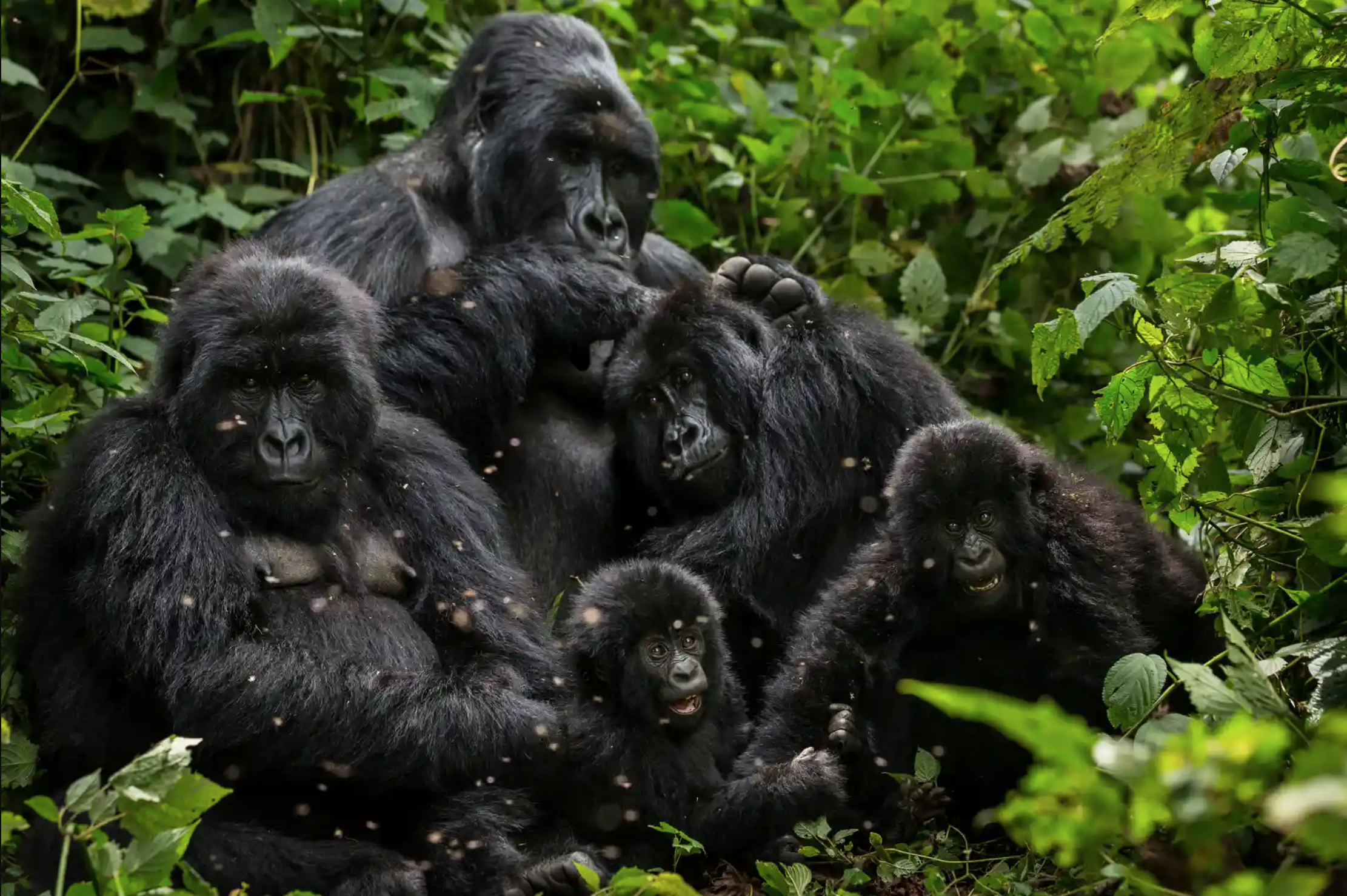 Can Virunga national park survive more conflict and a new hunt for oil? - The Guardian