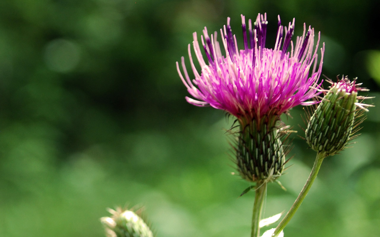 Bioplas-header-thistle.jpg