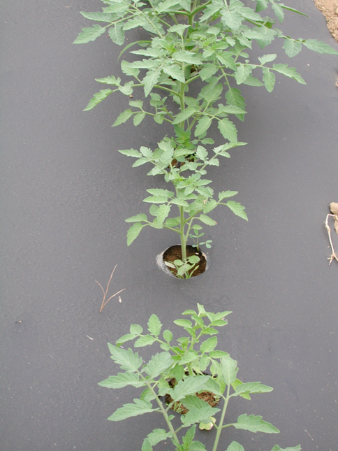 Truly biodegradable mulch film: the ideal alternative for a sustainable agriculture