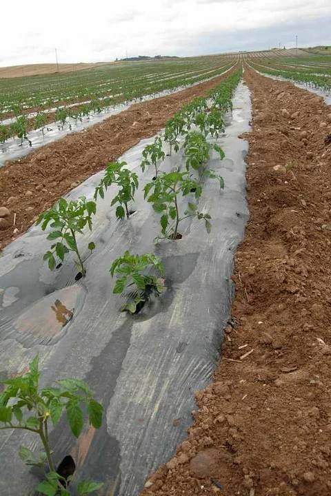 New Biodegradable mulch film for strawberries