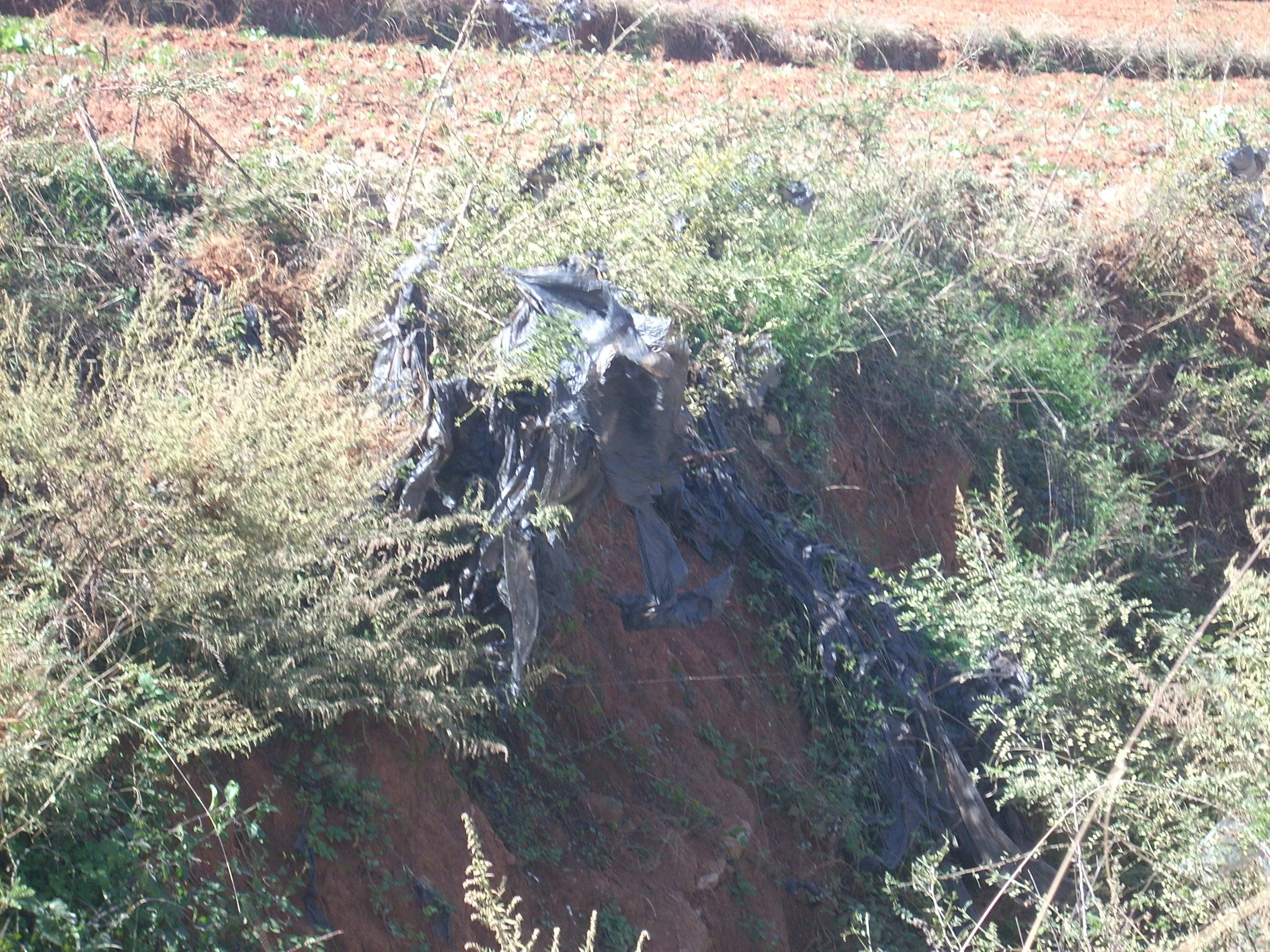 Oxo-degradable plastics: do they biodegrade? In search of a definite answer 