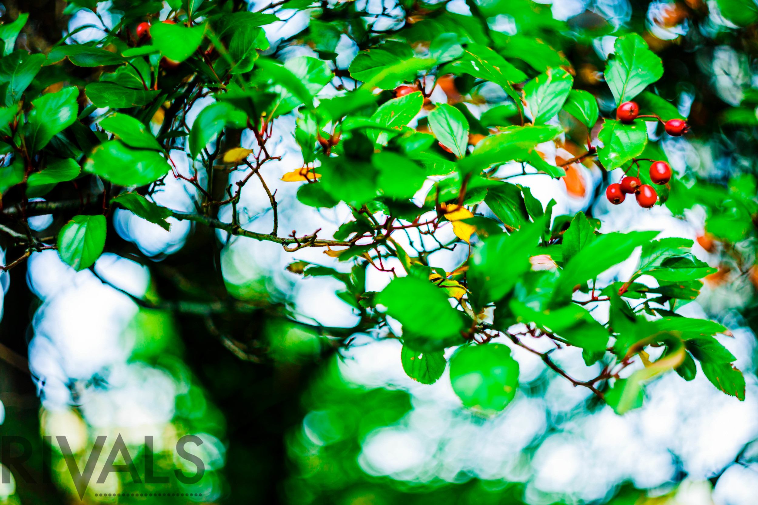 Shot with Canon 6D