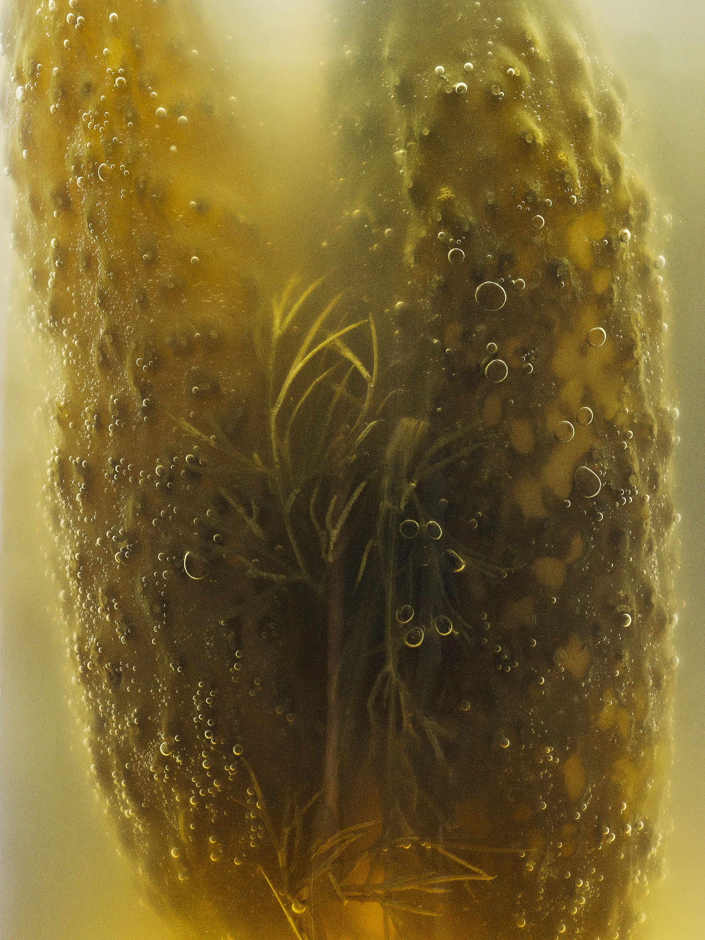 Shot06_Stack-451-005_Pickle-Jar copy.jpg