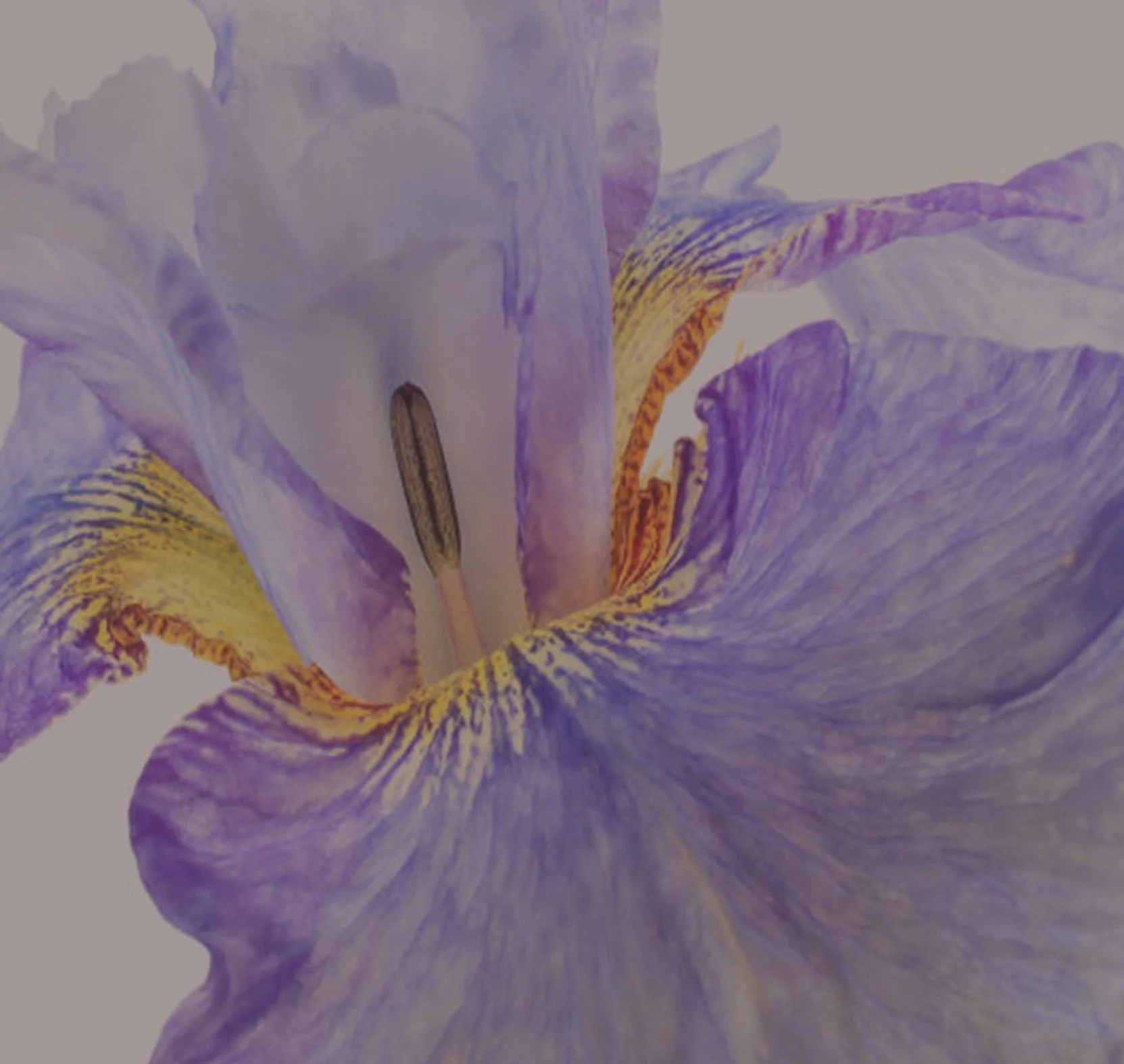 iris5.jpg